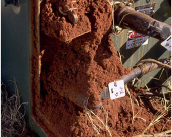 Ants in padmount