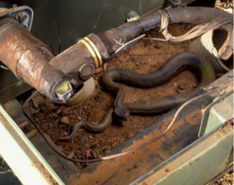 Snake in padmount