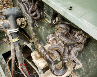 Snakes in padmount